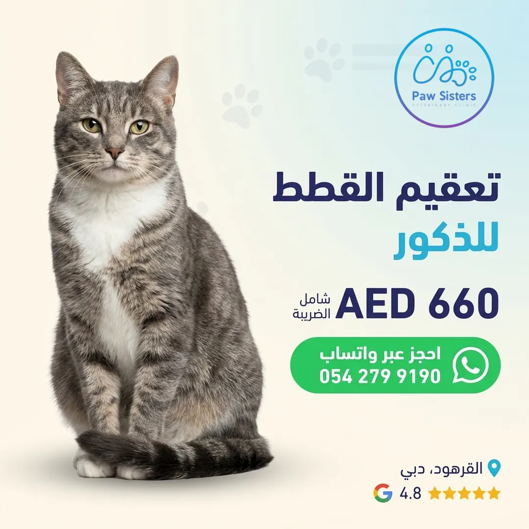 عرض تعقيم القطط الذكور في Paw Sisters، 660 درهمًا شامل الضريبة، القرهود، دبي