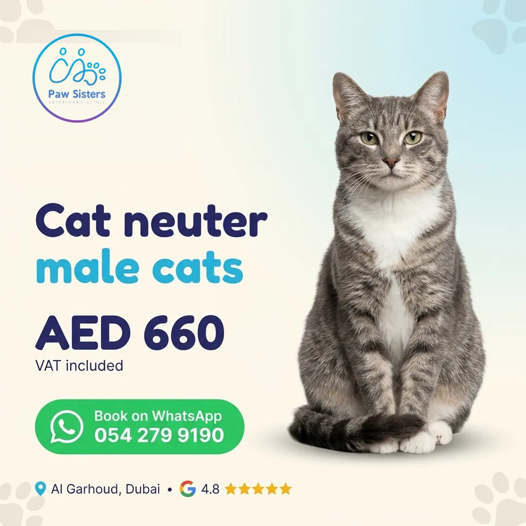 Cat neuter offer for male cats at Paw Sisters, AED 660 VAT included, Al Garhoud, Dubai