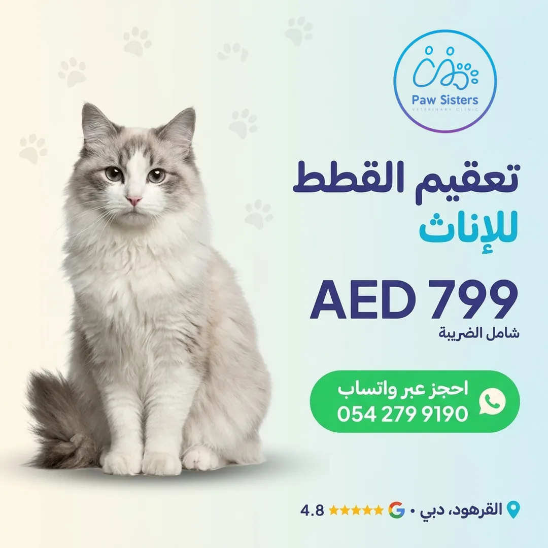 عرض تعقيم القطط الإناث في Paw Sisters، 799 درهمًا شامل الضريبة، القرهود، دبي