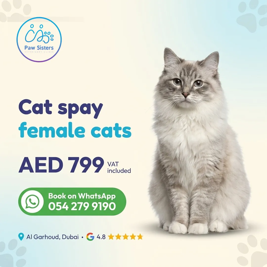 Cat spay offer for female cats at Paw Sisters, AED 799 VAT included, Al Garhoud, Dubai