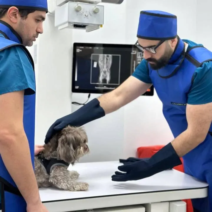 طبيبان بيطريان يراجعان أشعة رقمية لكلب في Paw Sisters بدبي