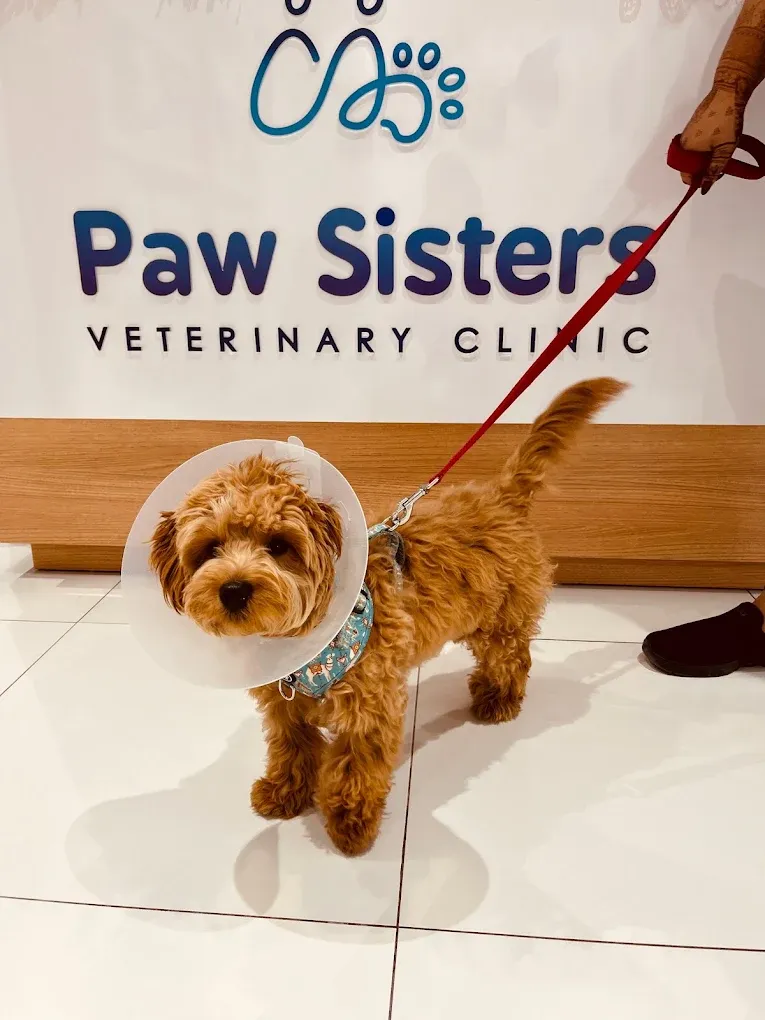 A recovering dog at Paw Sisters Veterinary Clinic reception in Al Garhoud — the closest vet clinic to Mirdif, Dubai