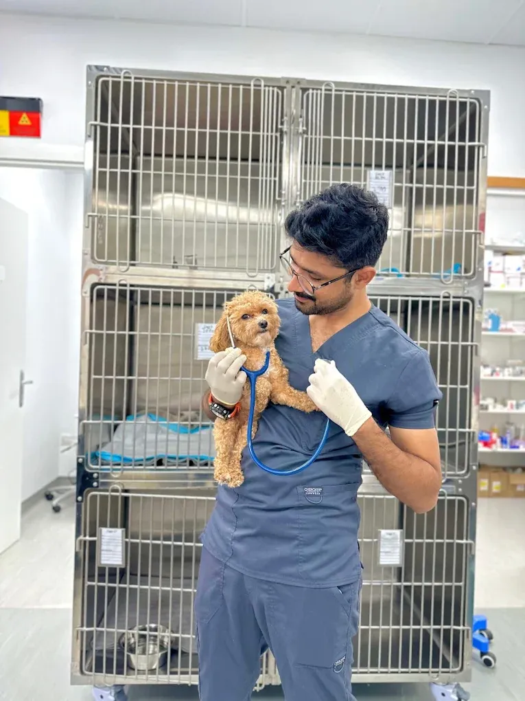طبيب بيطري في Paw Sisters بدبي يفحص سجلّات حيوان بحثًا عن شريحته