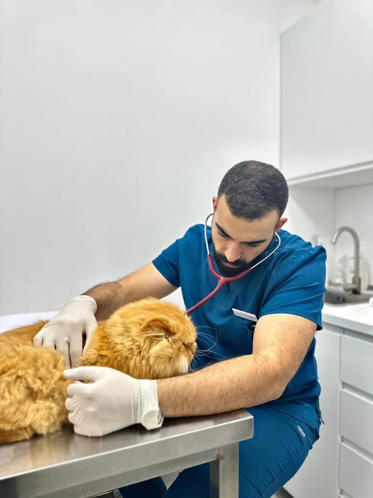 طبيبة بيطرية تستمع لنبض قطة أثناء فحص عناية في Paw Sisters بدبي