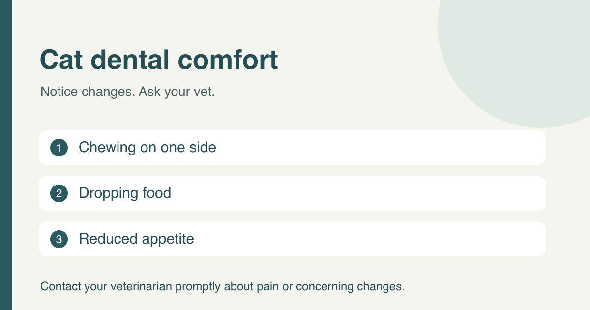 Cat dental comfort: Chewing on one side, Dropping food, Reduced appetite