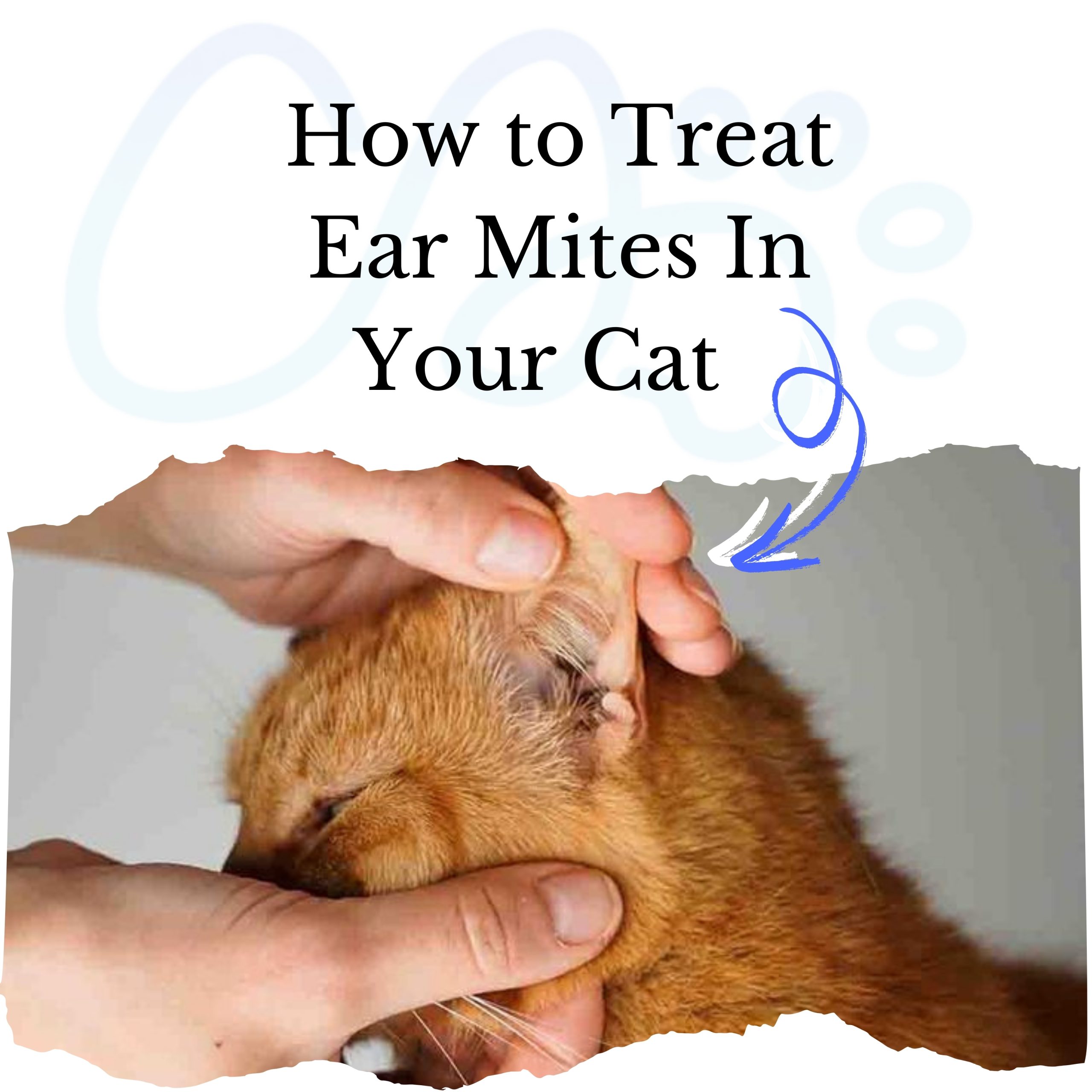 Say Goodbye to Ear Mites in Cats: Causes, Symptoms, Prevention