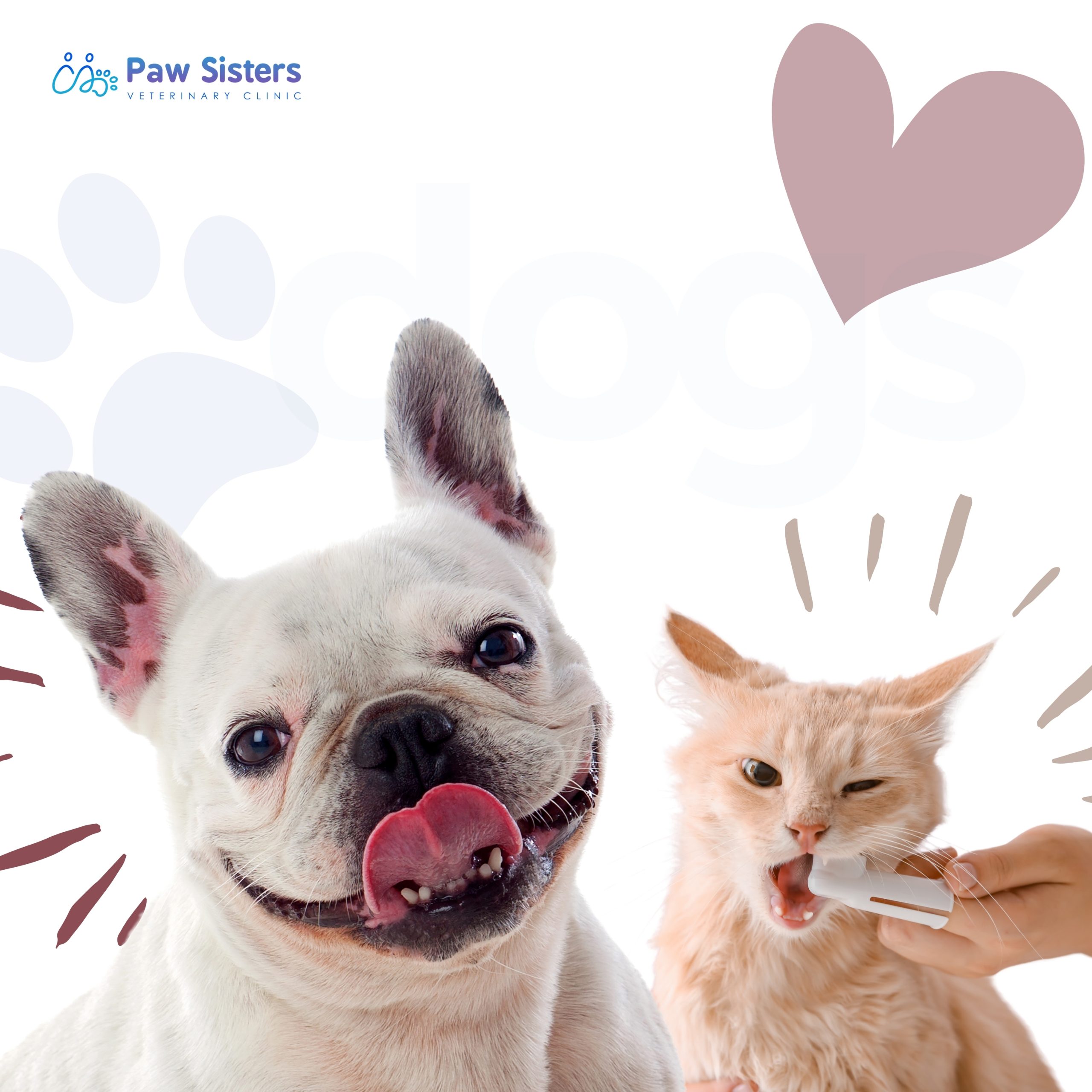 Dental Problems in Pets
