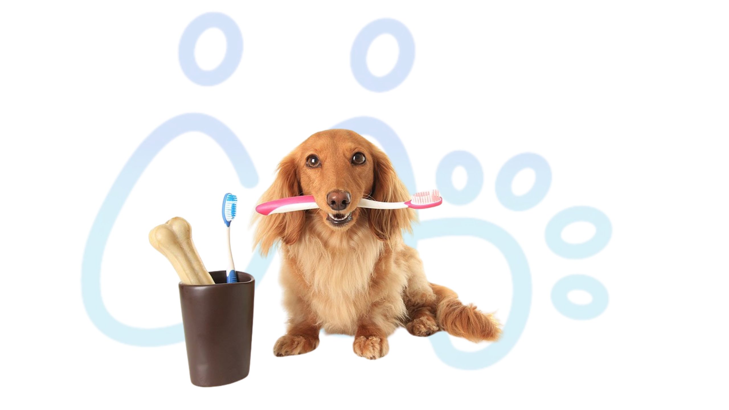 pet dental cleaning