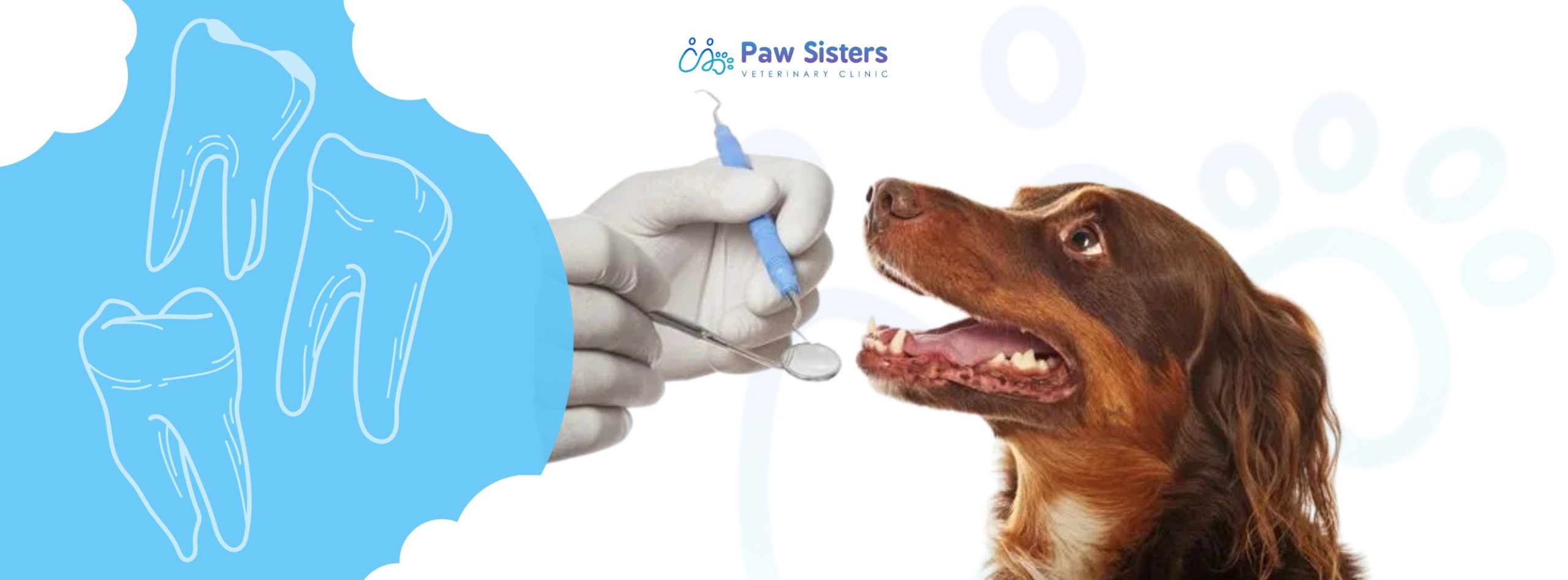 Gum Disease in Pets