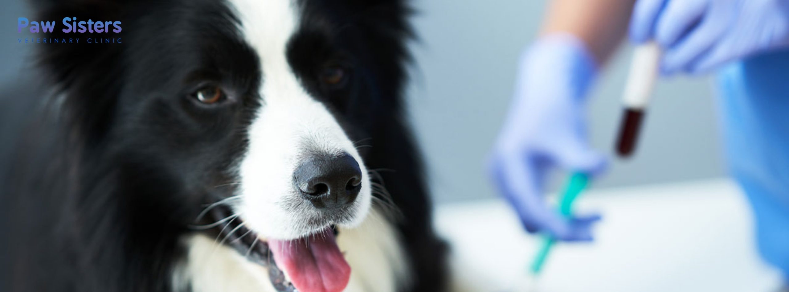 Pet diagnostic services - blood work -pet health