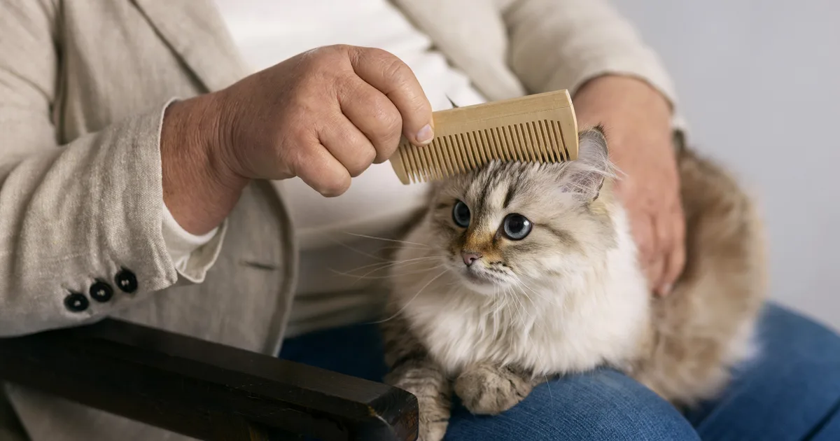 Owner gently combing a long-haired cat during a grooming session