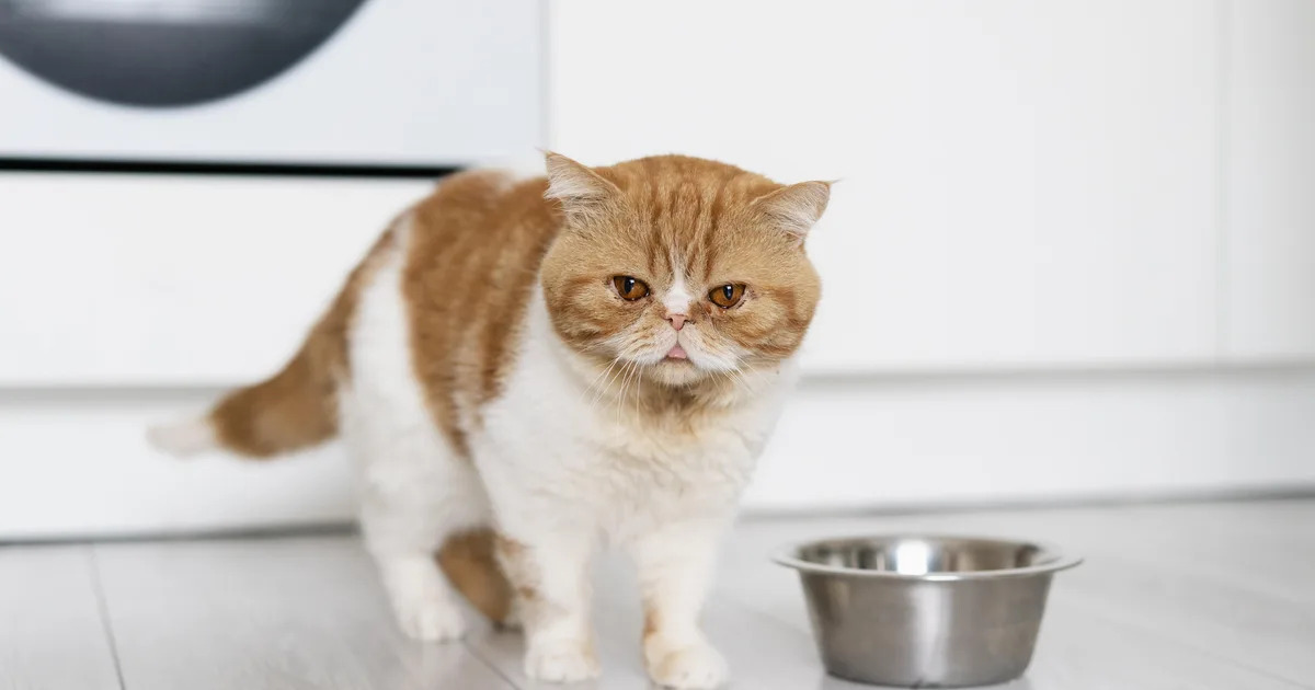 Cat refusing a bowl of food while an owner monitors its appetite