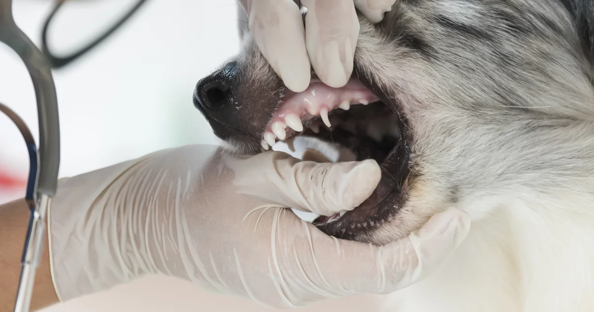 Veterinarian examining a dog's mouth at a pet dental clinic in Dubai
