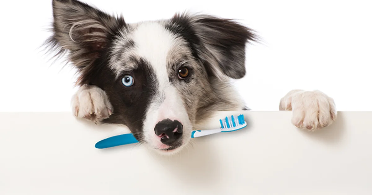 Black-and-white dog resting its head beside a pet toothbrush