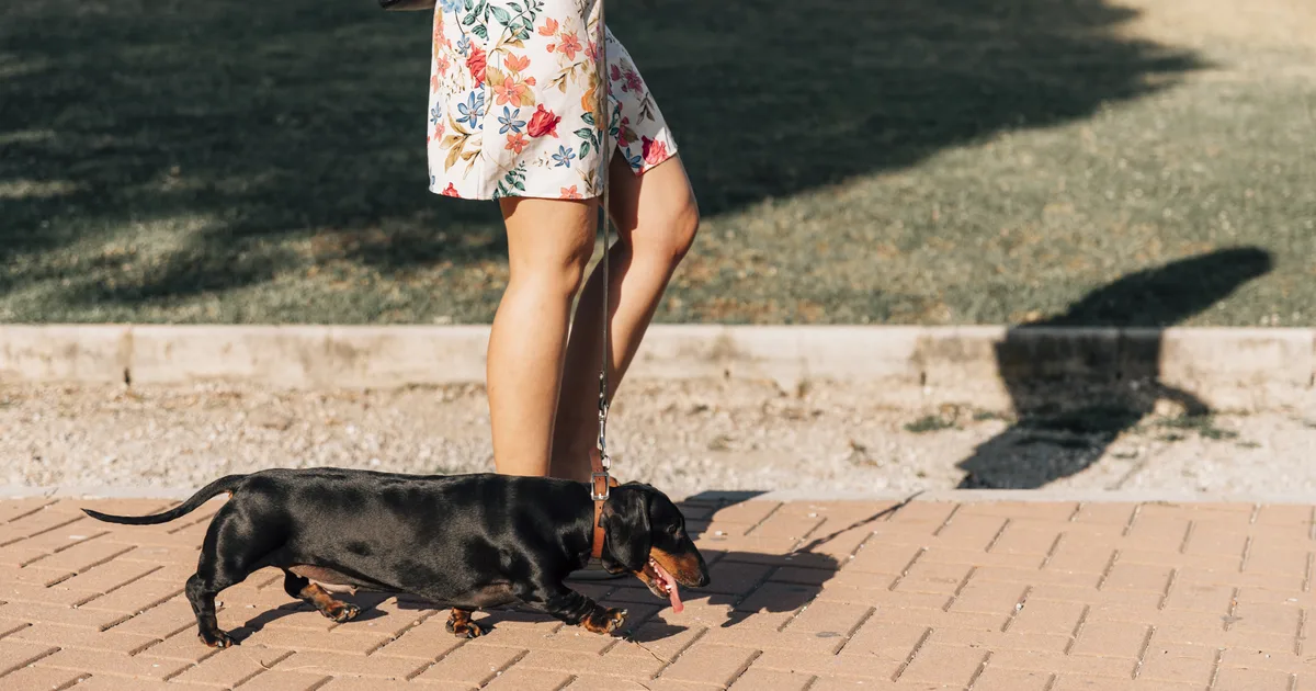 A leashed dachshund walking on sunlit pavement during warm weather