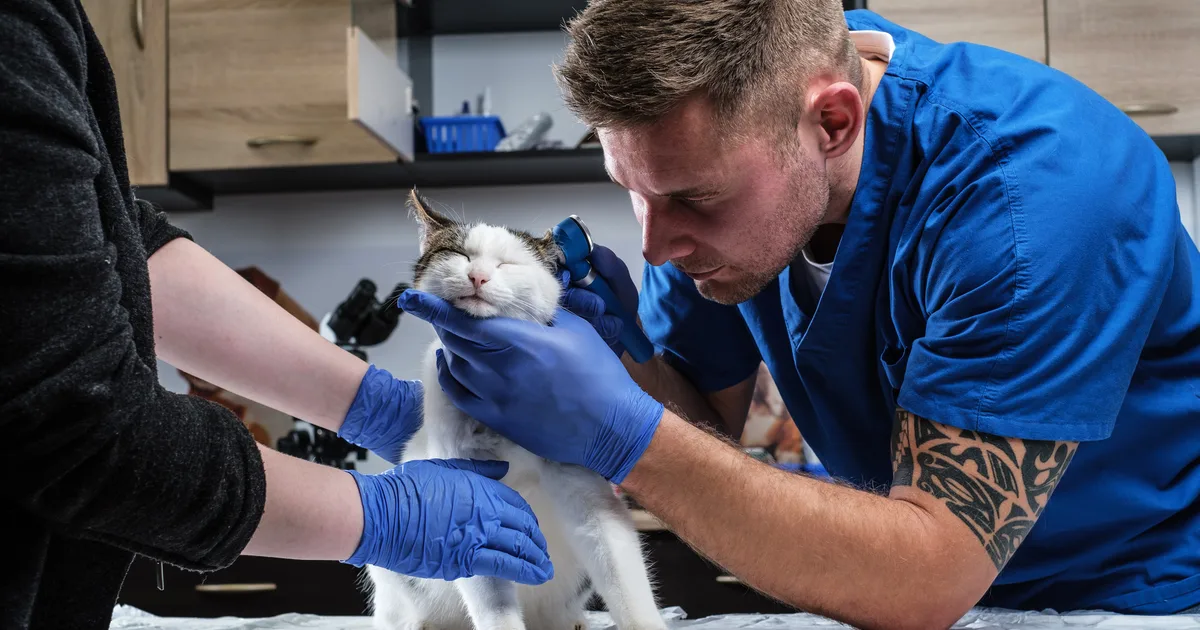 Veterinarian examining a cat's ear with an otoscope in a clinic