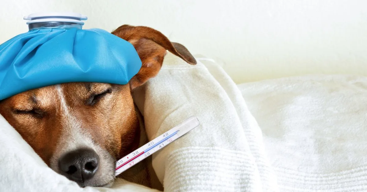 Sick dog resting with an ice pack and thermometer before urgent veterinary care