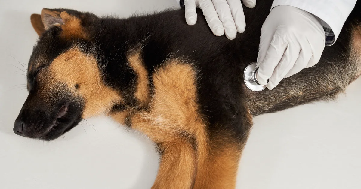 German shepherd lying on an examination table while its chest is checked with a stethoscope