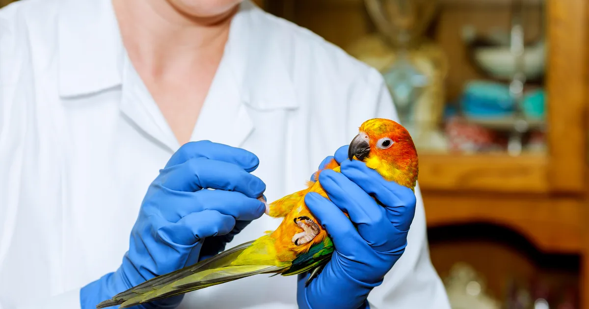 Veterinarian examining a sun conure during an avian appointment