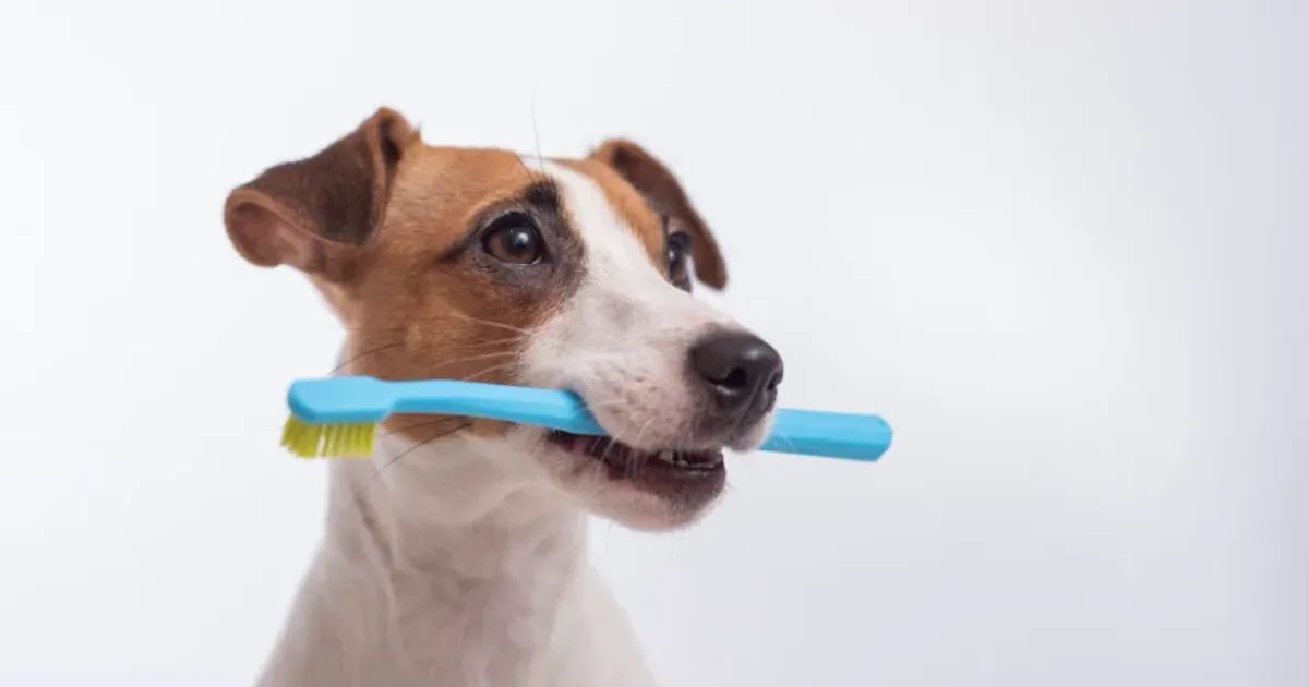 Dog holding a pet toothbrush for a daily dental care routine