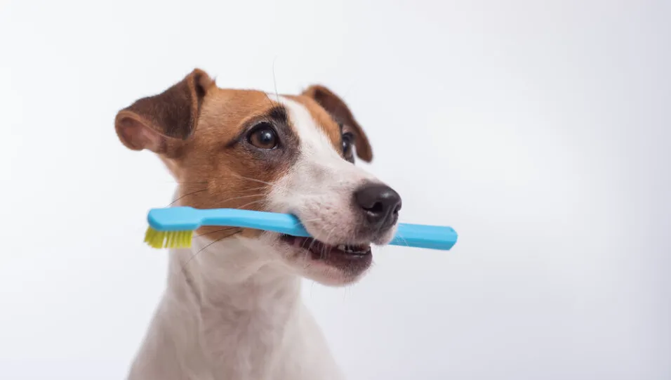 how to brush dog's teeth naturally