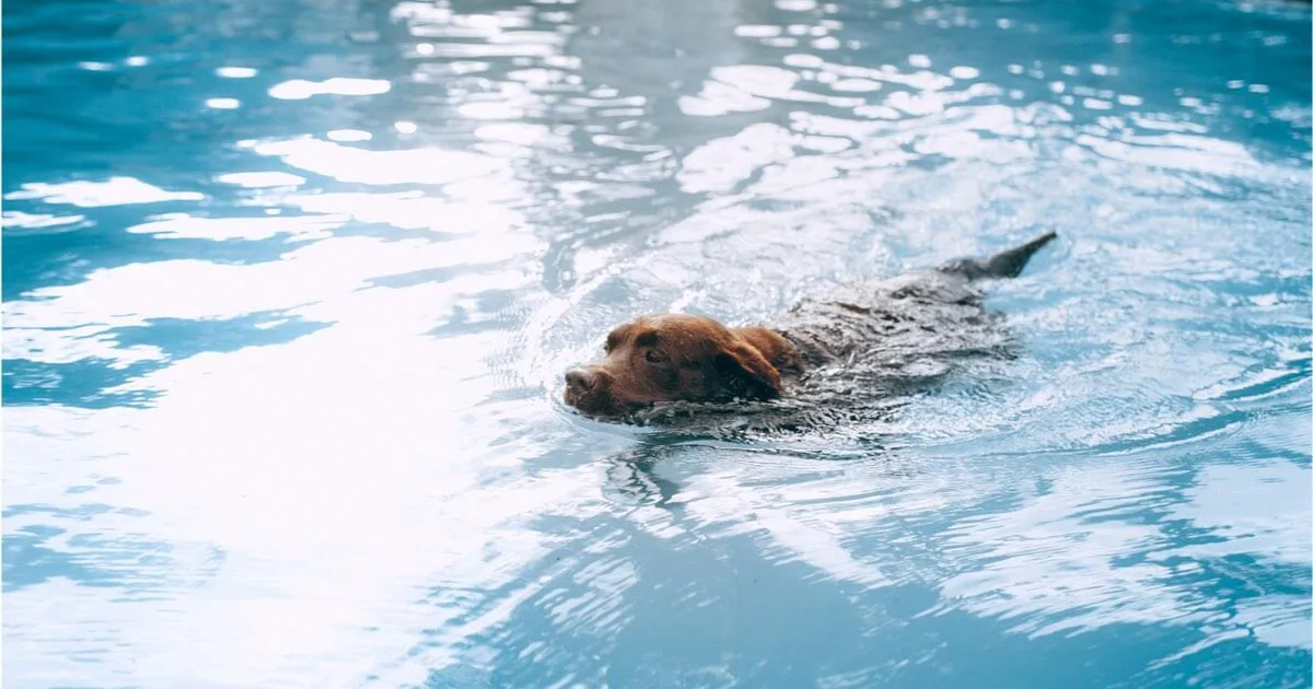 Brown dog swimming through a clear blue pool