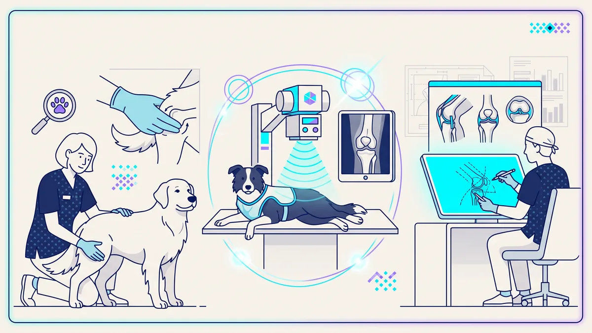 Veterinary illustration explaining examination, imaging, and surgical planning