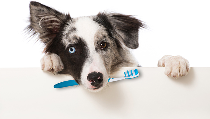 pet dental care