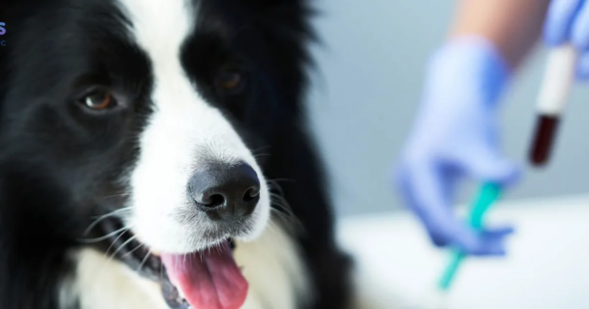 Dog beside a veterinary professional holding a blood sample tube