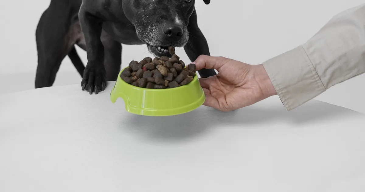 Dog eating dry food from a bowl held by its owner
