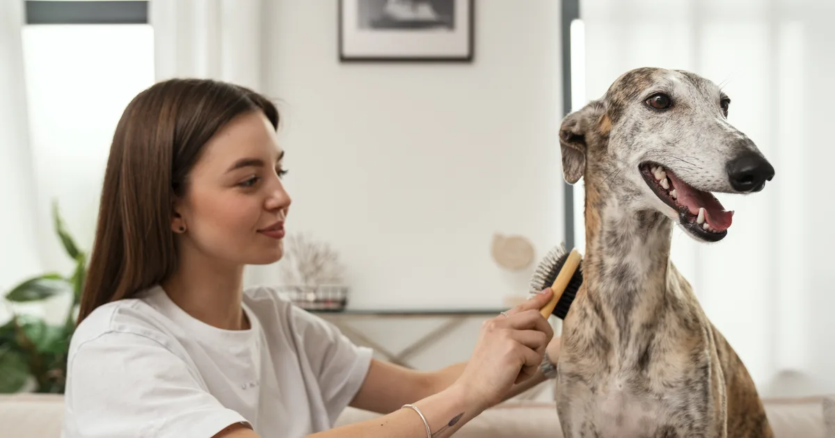 Owner brushing a calm greyhound during a grooming session at home