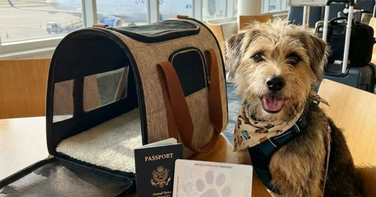 Cat beside a travel carrier and pet passport documents in Dubai