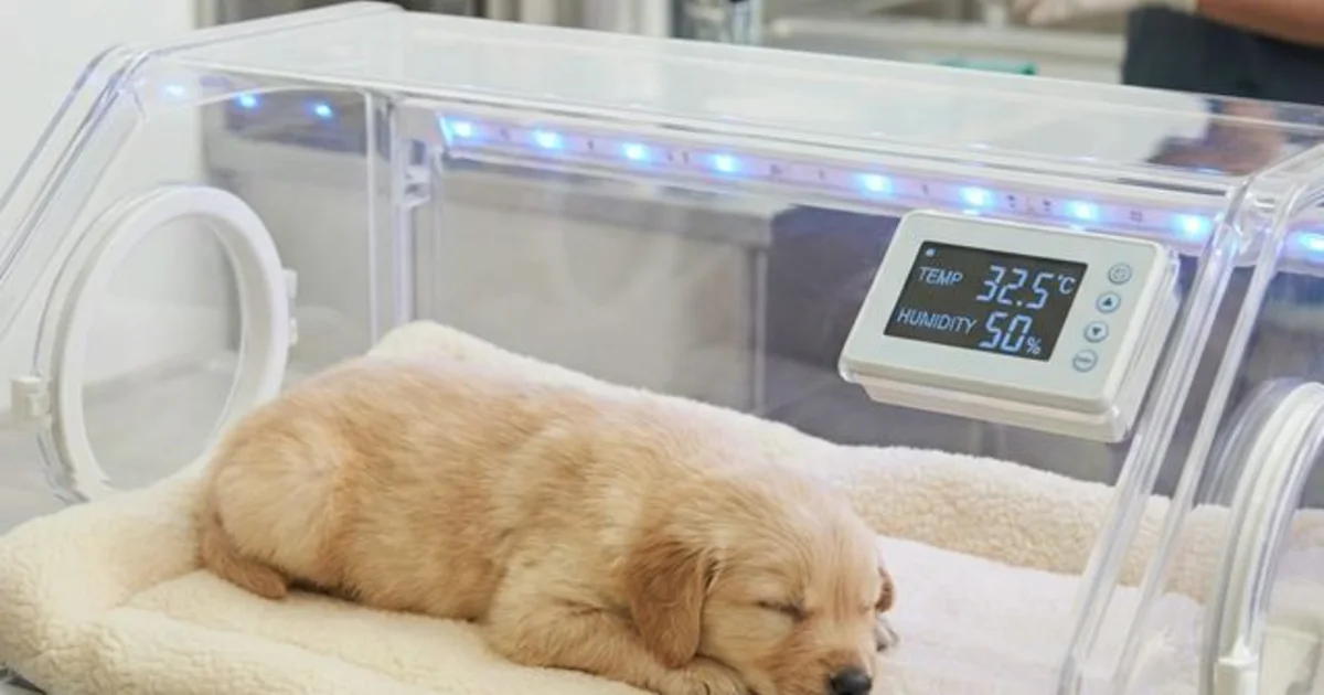 Newborn puppy resting in a temperature-controlled veterinary incubator after delivery