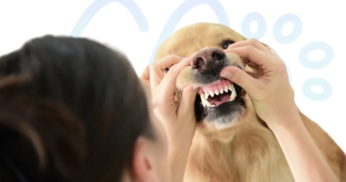 Veterinary professional lifting a dog's lip to examine its teeth and gums
