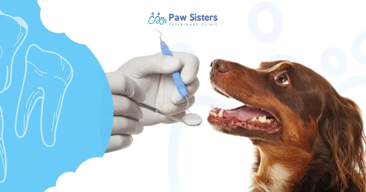 Veterinary dental instruments beside the open mouth of a brown dog