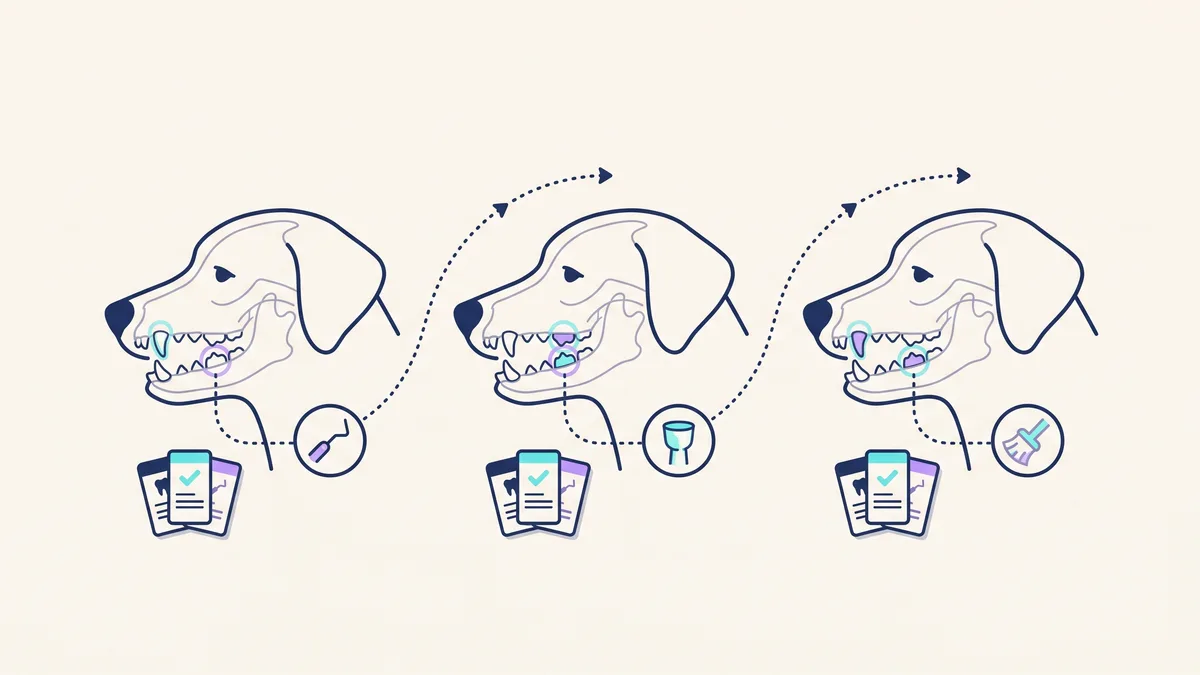 Veterinary illustration explaining treatment is planned tooth by tooth