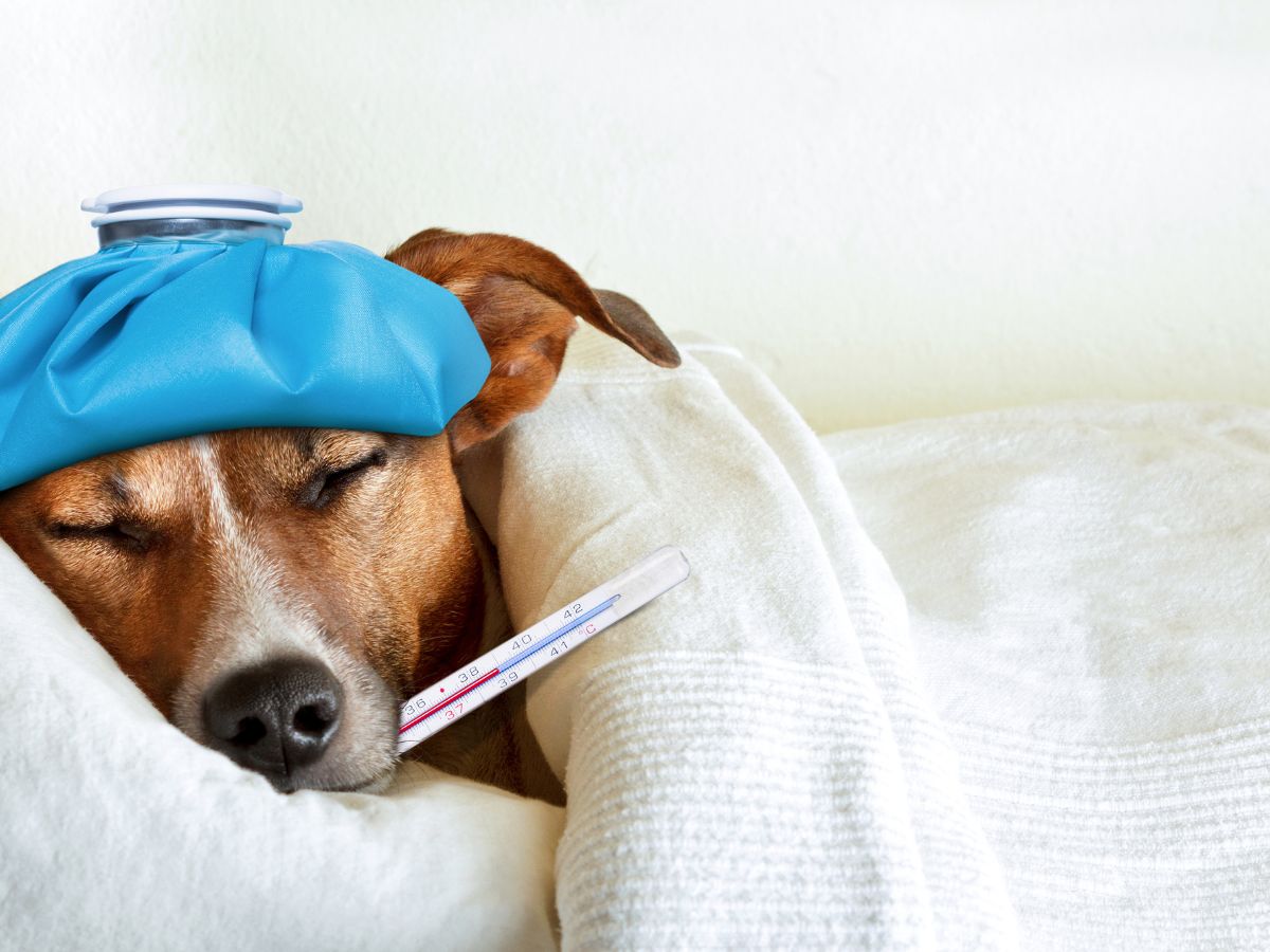 veterinary care in Dubai