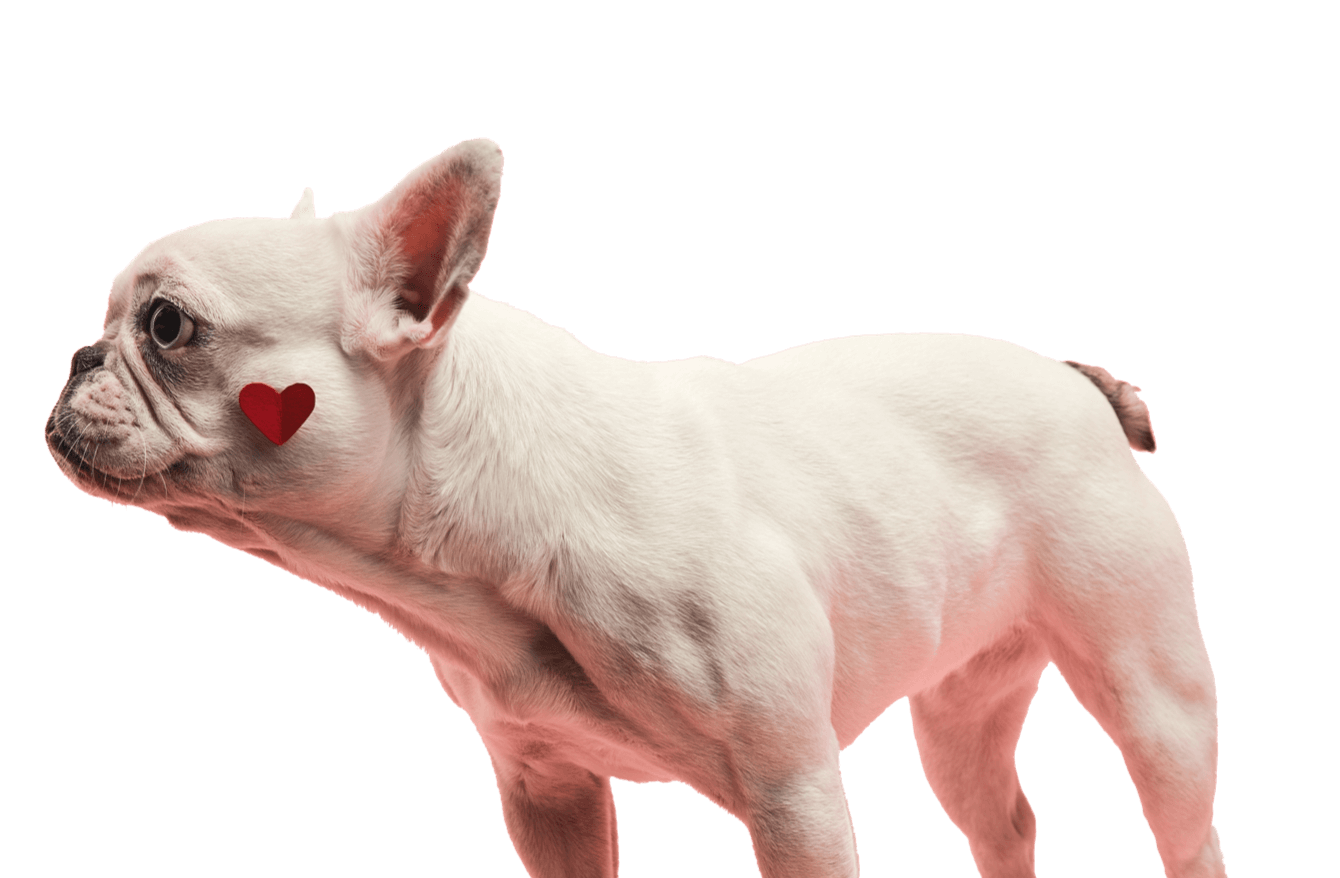 Dog with hart on his face receive Emergency Veterinary in Dubai