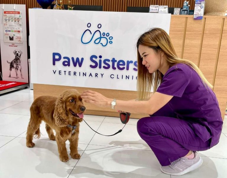 Fear-free cat examination at Paw Sisters