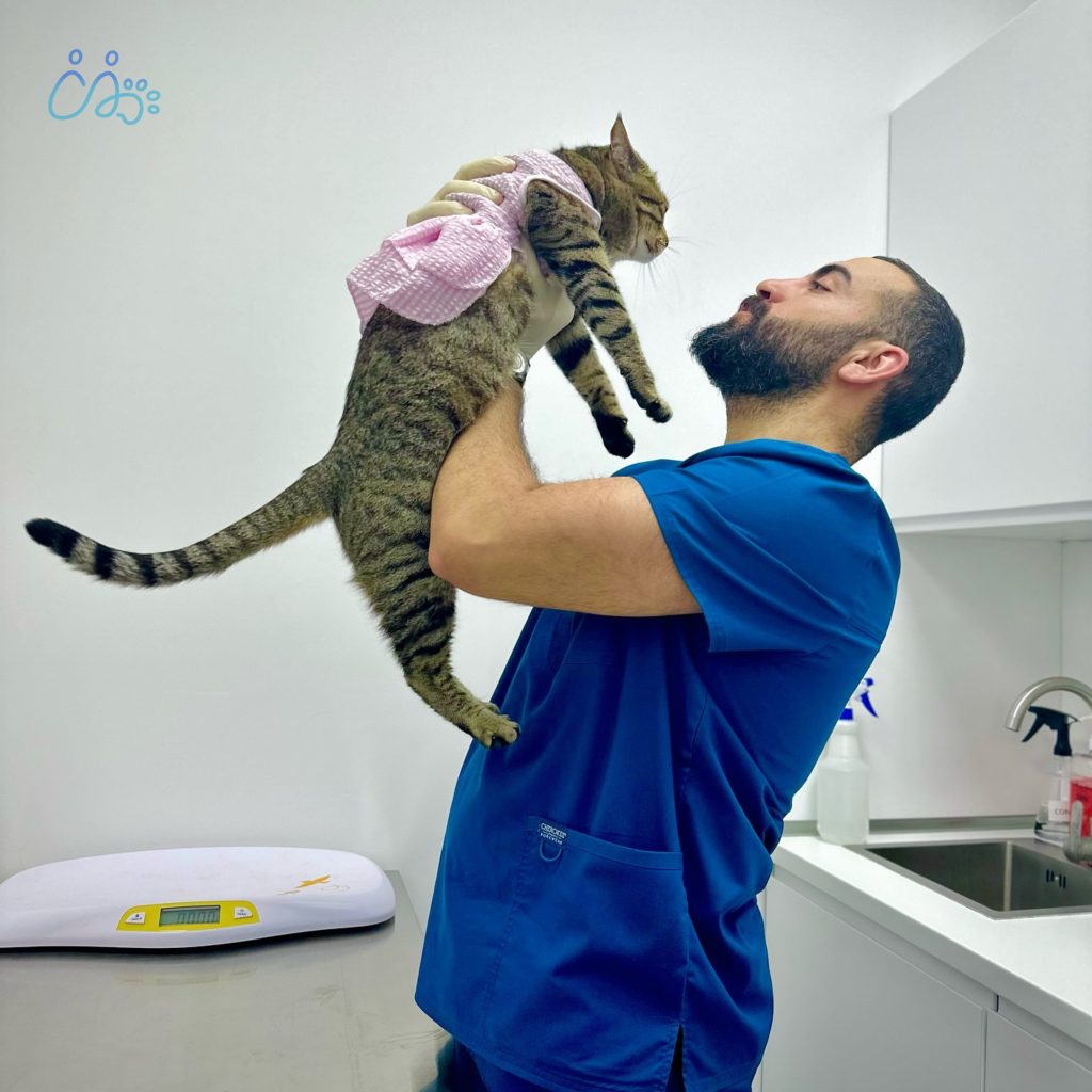 professional veterinary services