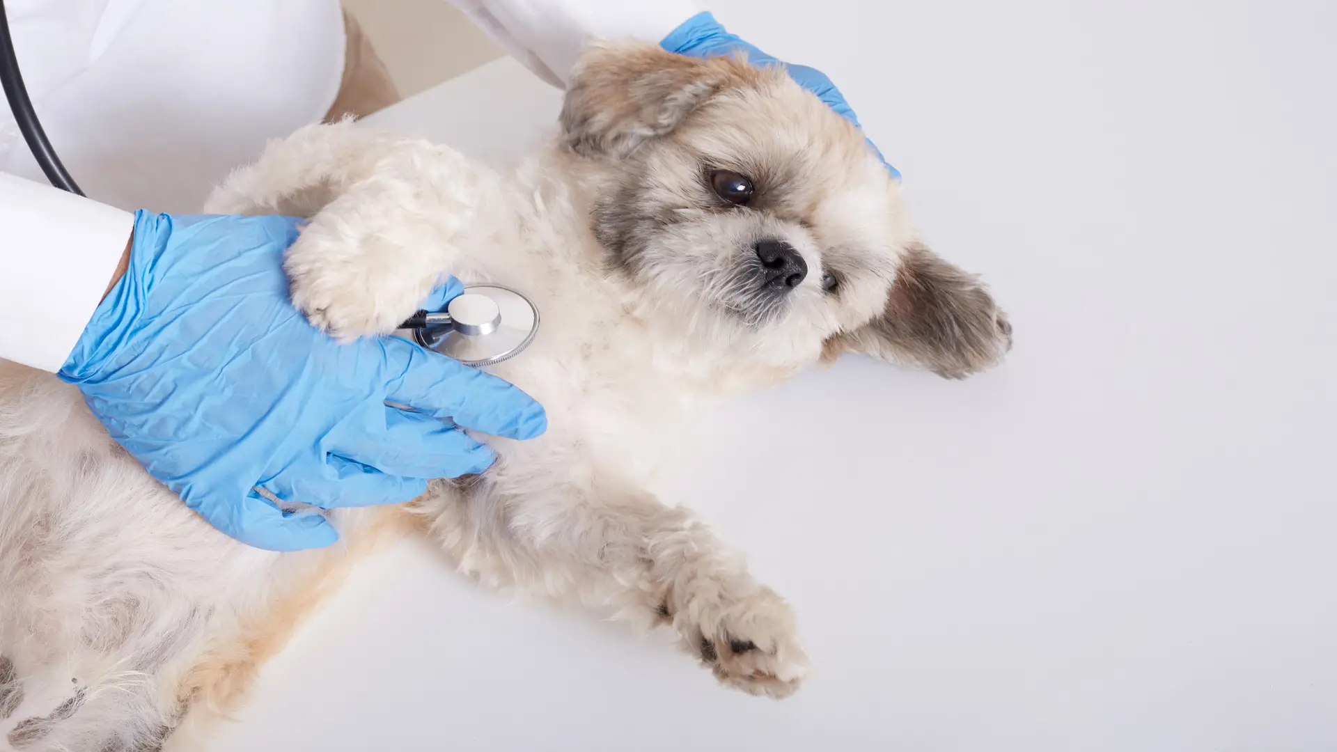 dog spaying and neutering Dubai