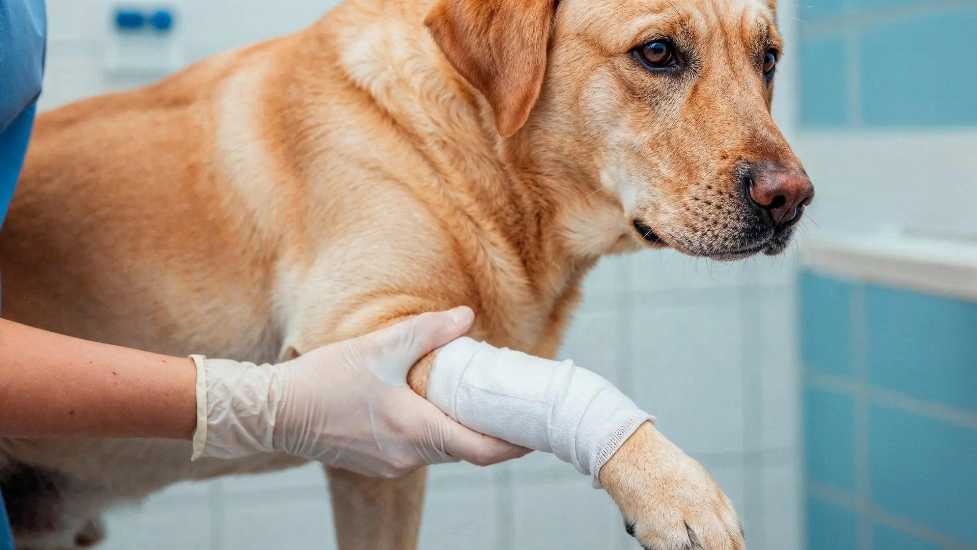 dog surgery Dubai
