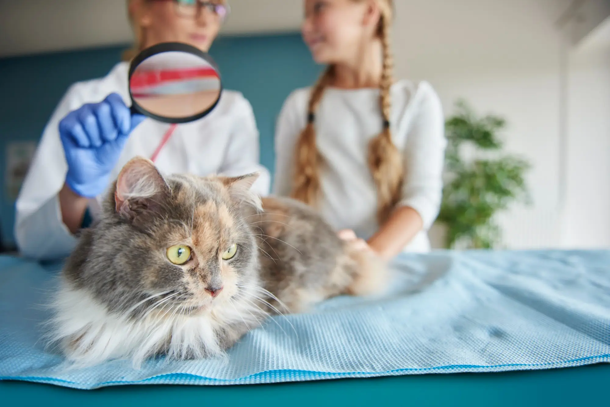 preventing cat illnesses