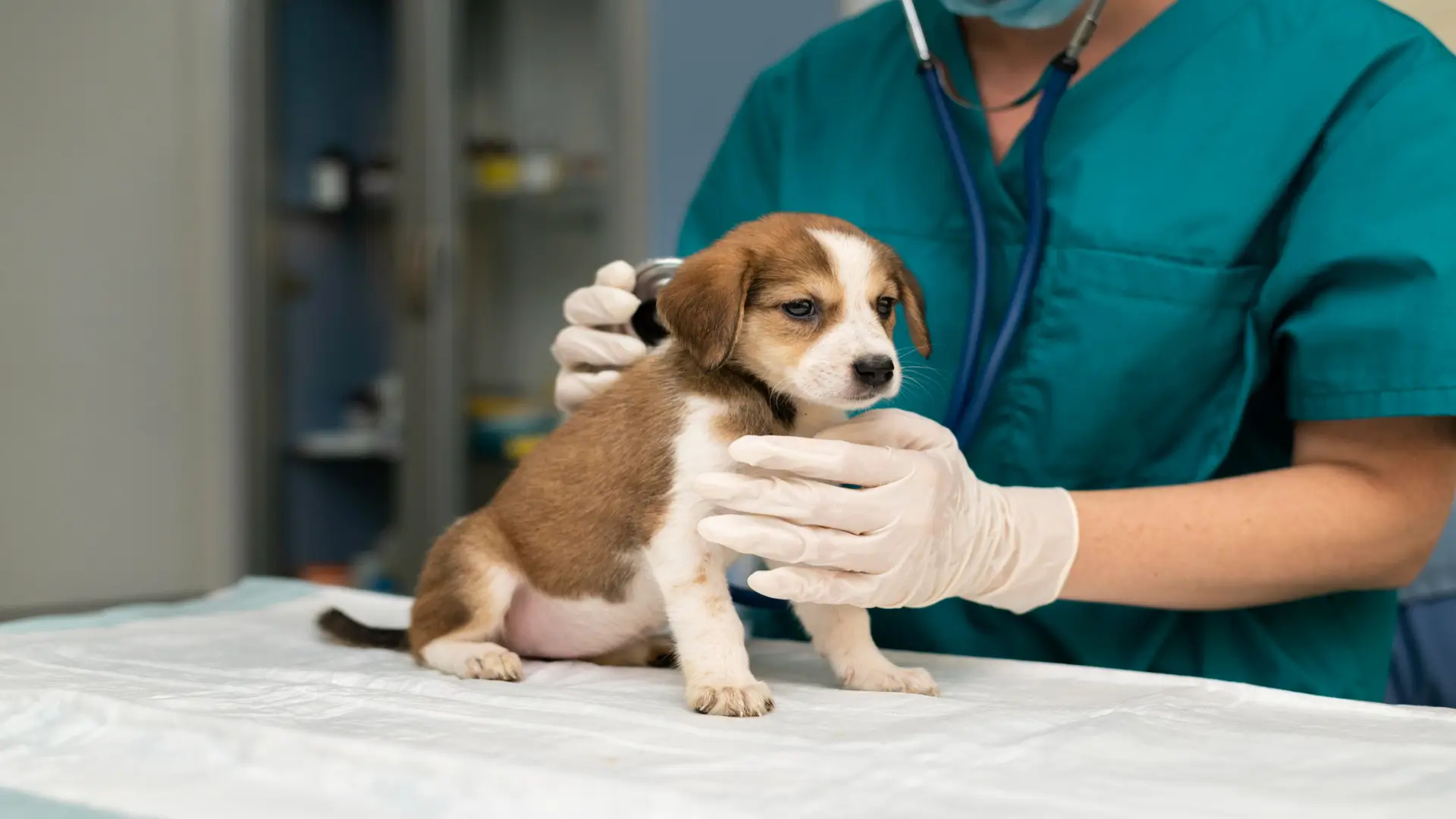 veterinary neutering services