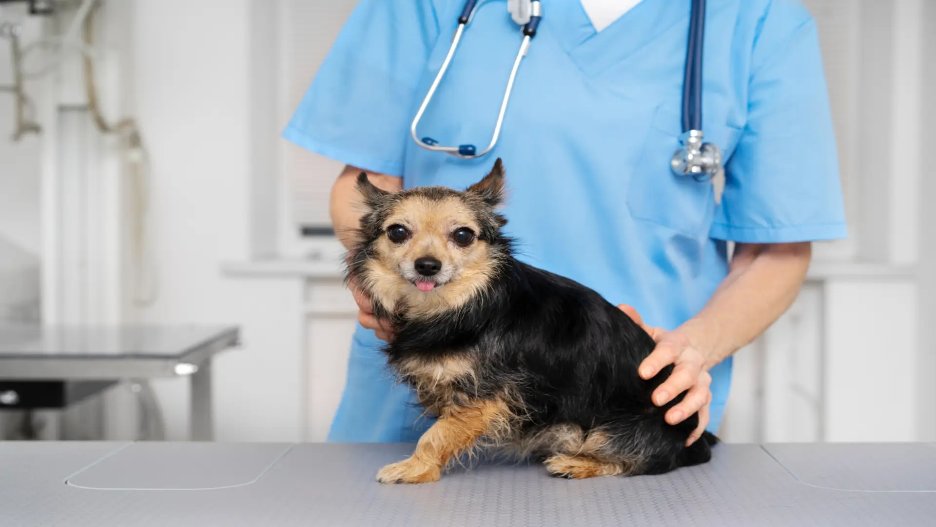wellness programs for pets